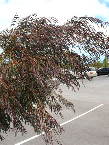 Agonis flexuosa 'Jervis Bay After Dark'