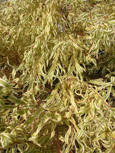 Agonis flexuosa variegata