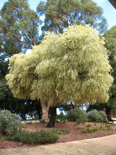 Agonis flexuosa variegata