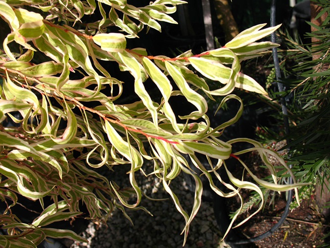 Agonis flexuosa variegata