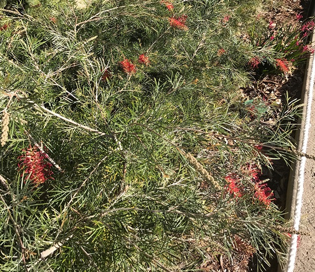 grevillea anzac