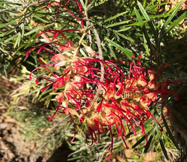 grevillea anzac