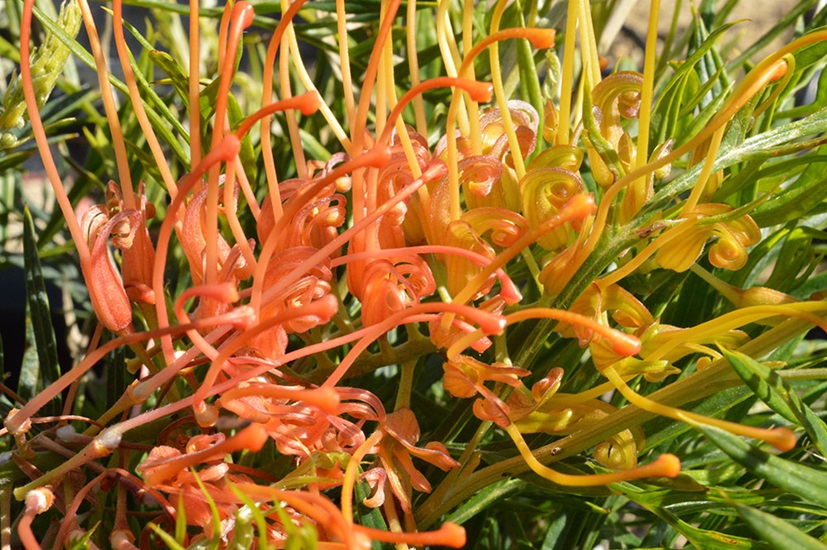 grevillea autumnwaterfall