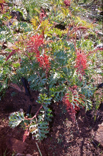 grevillea_bipinnatifida01