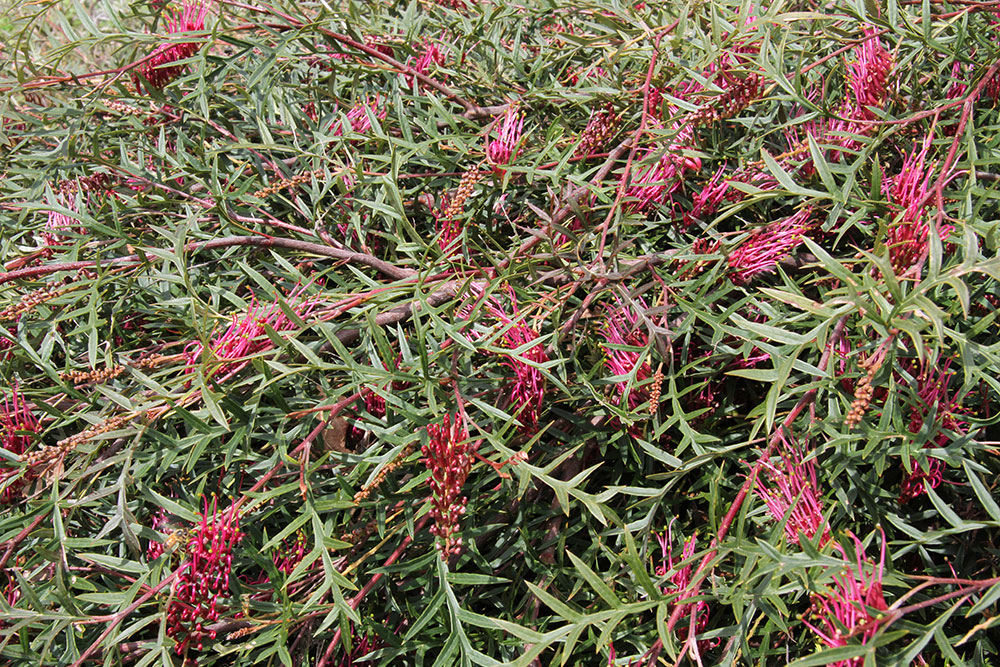 Waterwise Plant Details