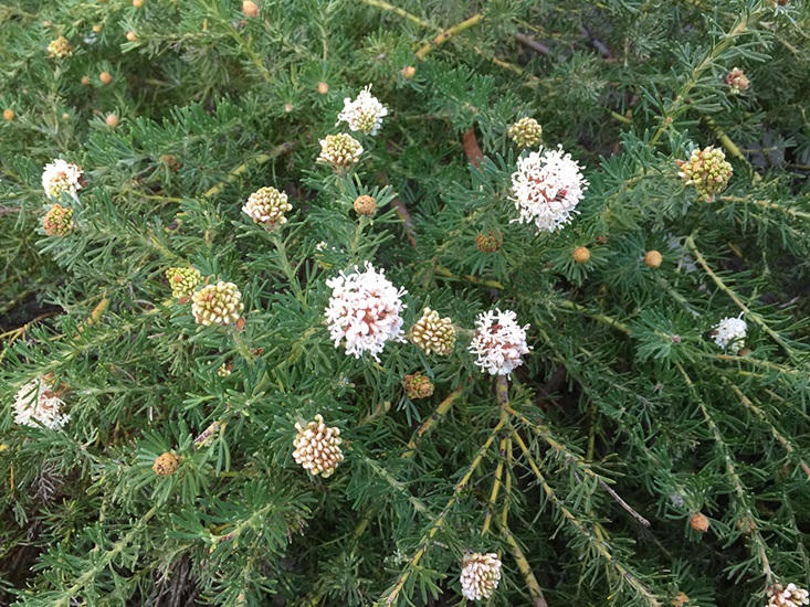 grevillea crithmifolia