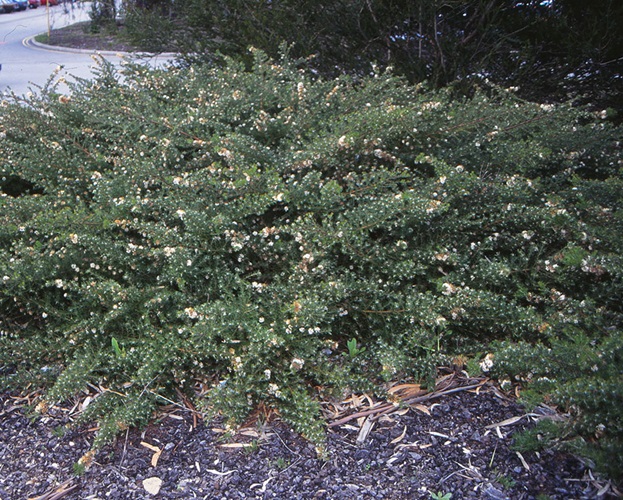 grevillea crithmifolia