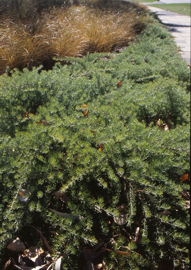 grevillea crithmifolia