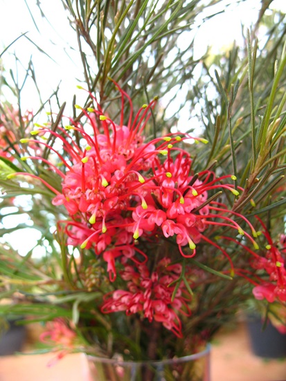grevillea ellabella