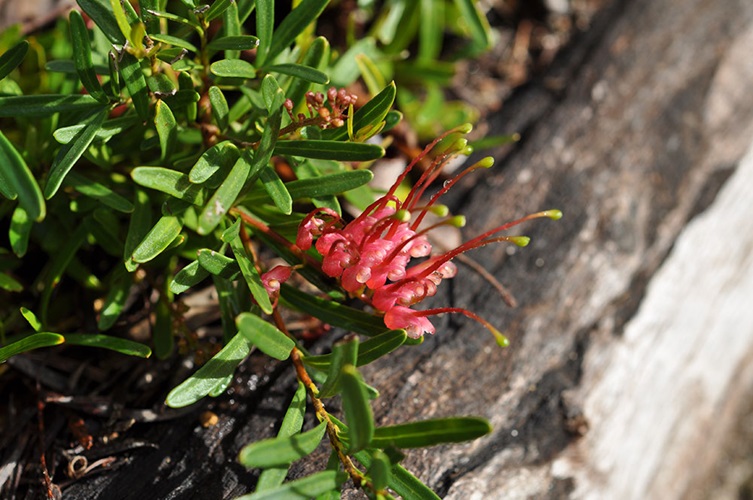 grevillea gingingem