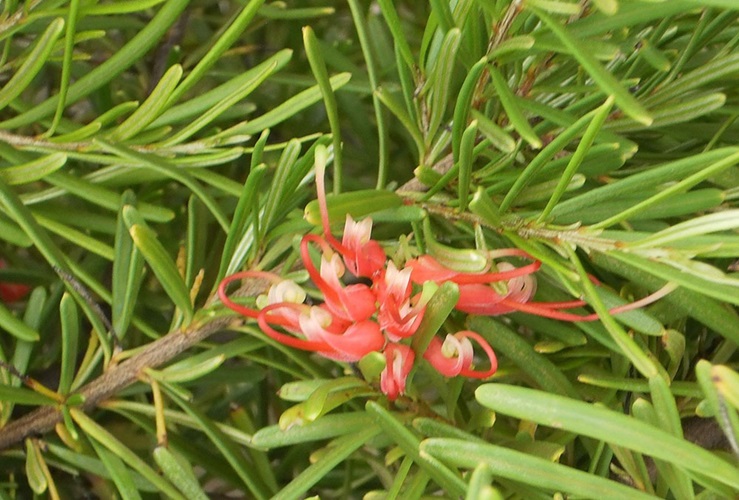 grevillea gingingem 