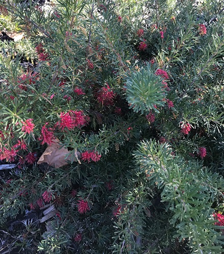 grevillea gingin gem