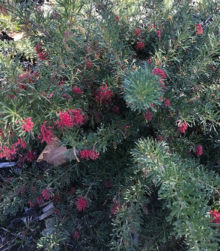 grevillea gingin gem 