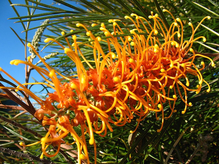 grevillea honeygem