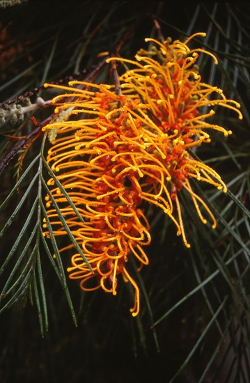 grevillea honeygem