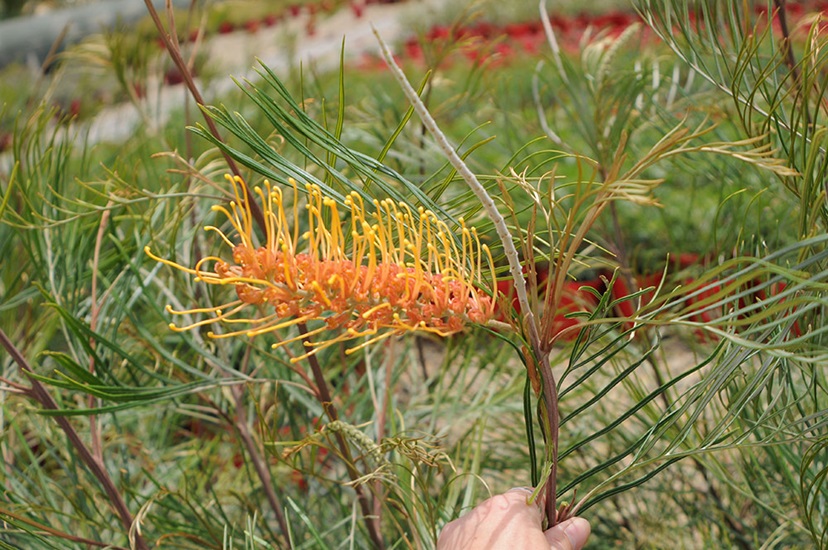 grevillea honeygem