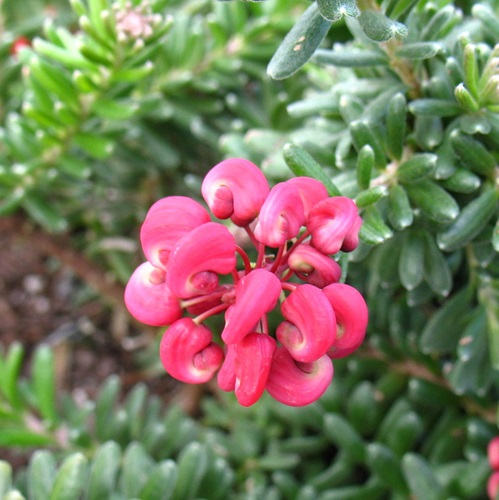 grevillea lanigera tamboritha