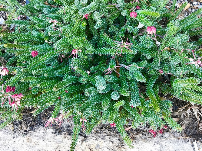 grevillea lanigera tamboritha
