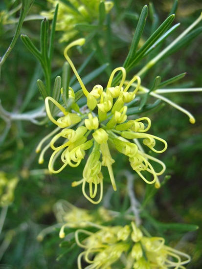 grevillea lemonsupreme