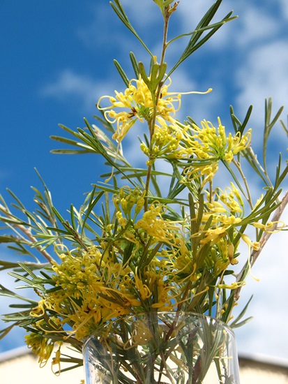 grevillea lemon supreme