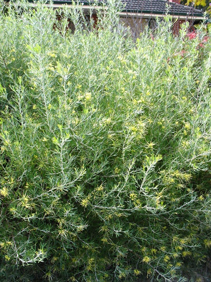 grevillea lemonsupreme