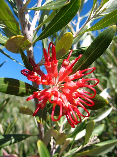 grevillea olivacea 