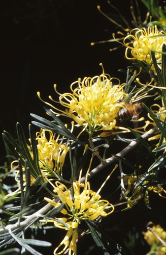 grevillea olivacea 