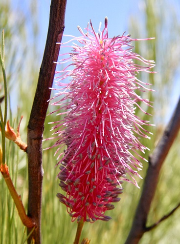 grevillea petrophiloides