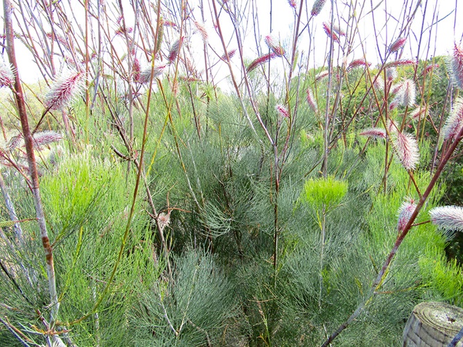 grevillea petrophiloides