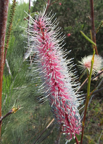 grevillea petrophiloides