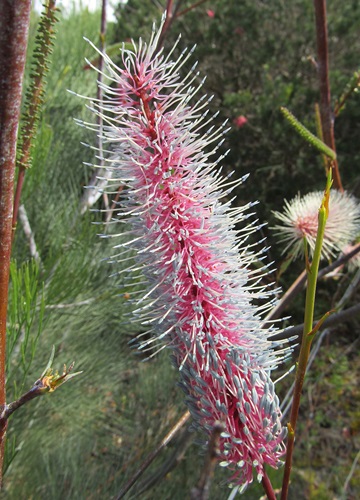 grevillea petrophiloides 