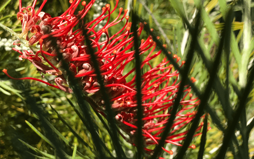 grevillea scarletmoon