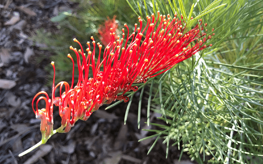grevillea scarletmoon
