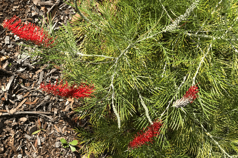 grevillea scarlet moon