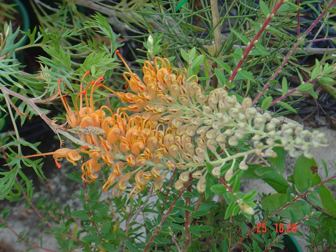 grevillea tangerine