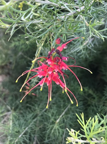 grevillea thelemanniana