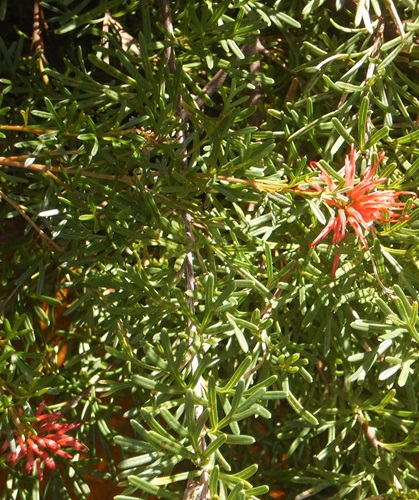 grevillea thelemanniana