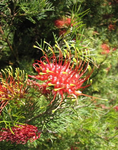 grevillea thelemanniana