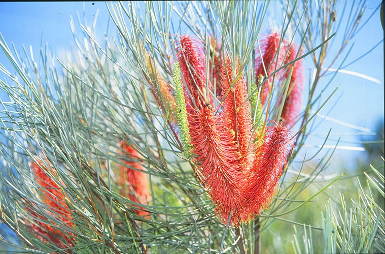 hakea bucculenta