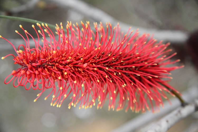 hakea bucculenta