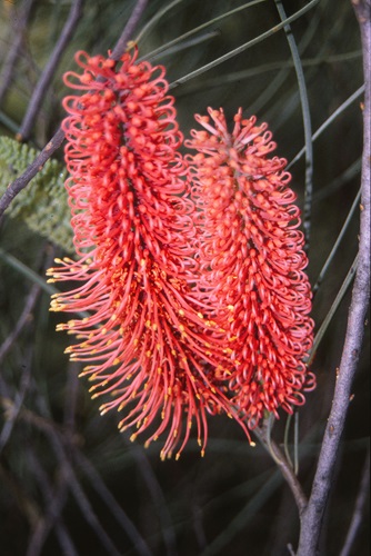 hakea bucculenta