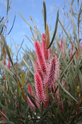 hakea francisiana