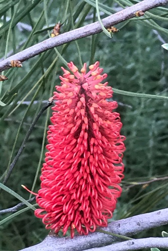 hakea francisiana