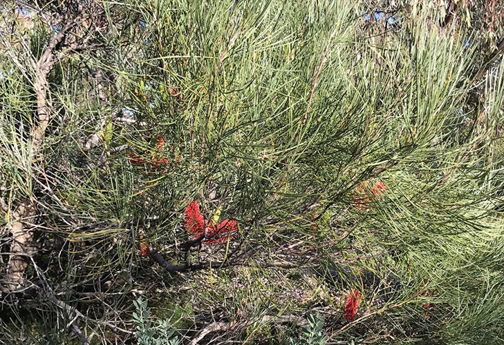 hakea francisiana