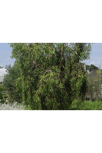 hakea laurina