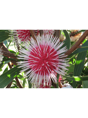 hakea laurina
