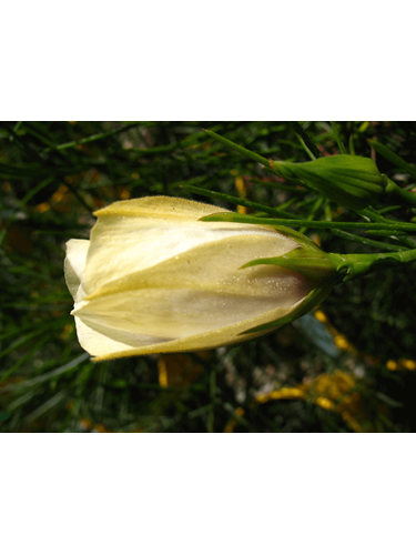 Alyogyne hakeifolia Cultivars