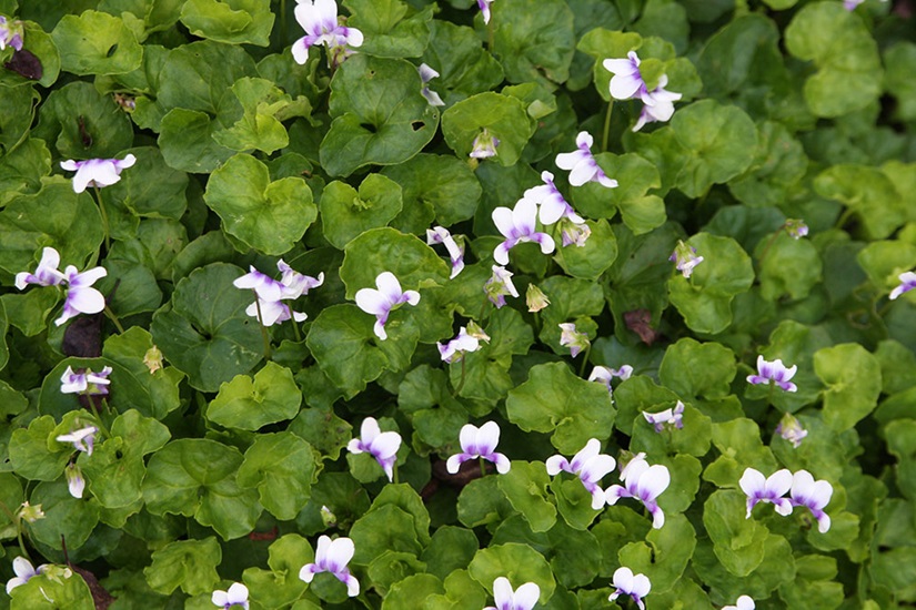 Hederacea