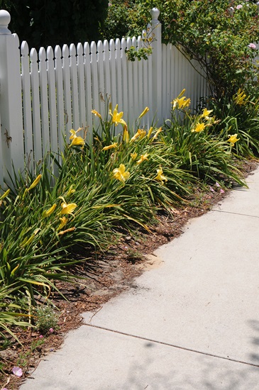 hemerocallis