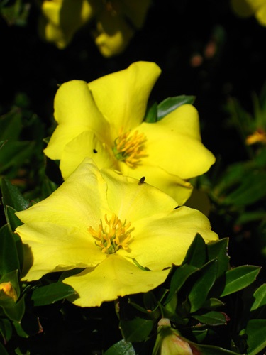 hibbertia cuneiformis